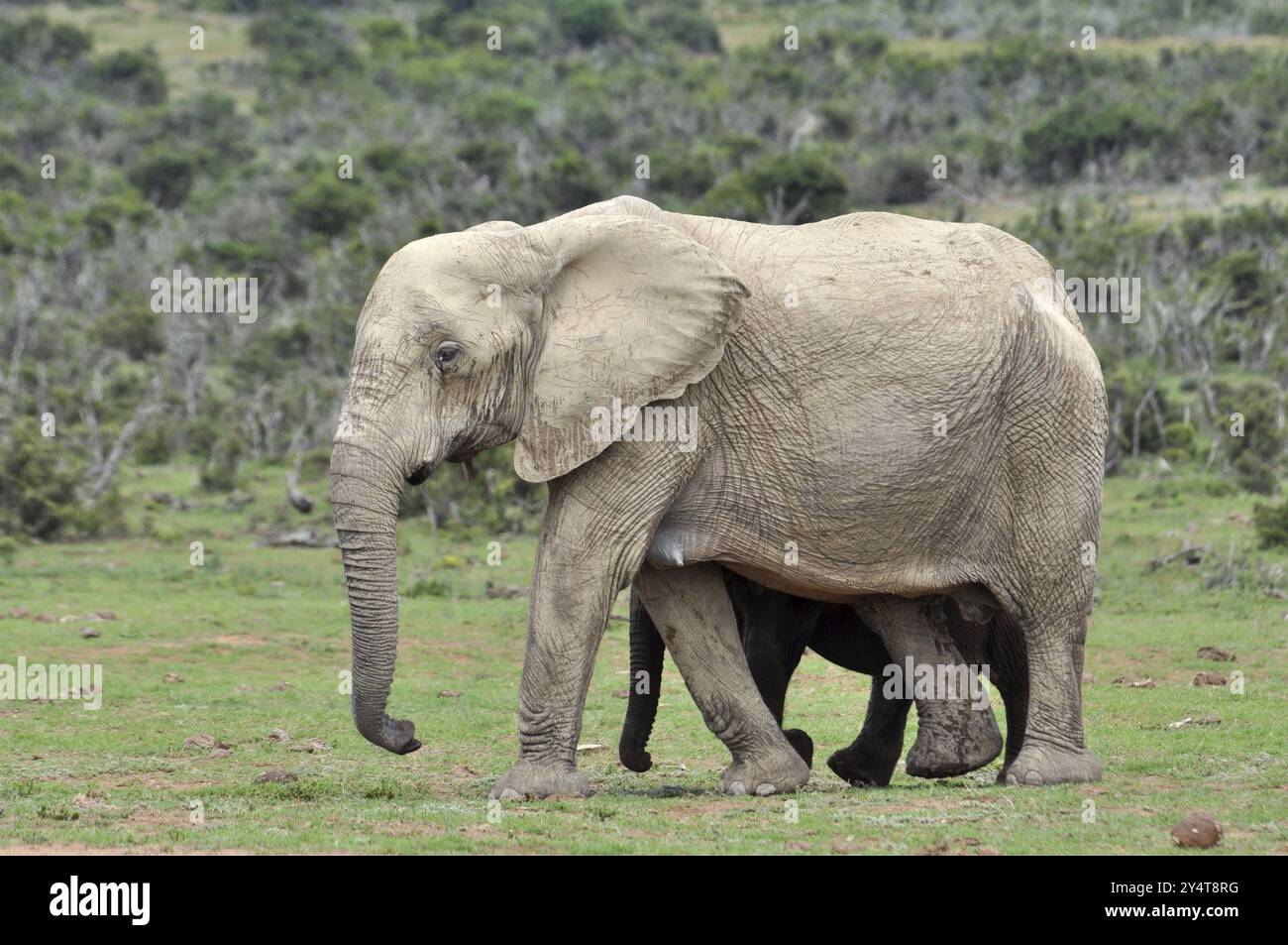 Una famiglia di elefanti africani nell'Addo Elephant Park, Sudafrica, Africa Foto Stock