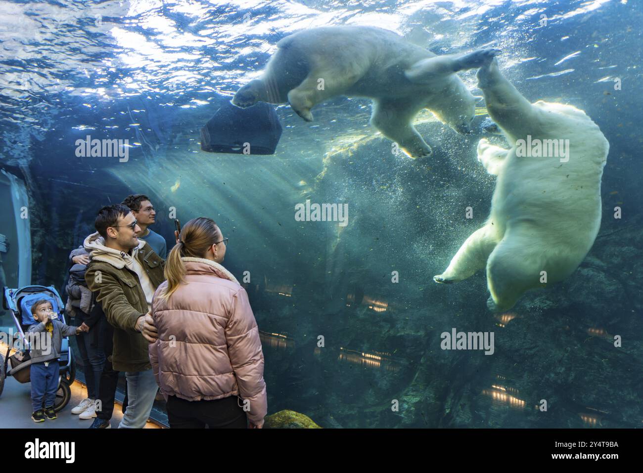 Persone che osservano l'orso polare nello zoo di Assiniboine Park, Winnipeg, Canada, Nord America Foto Stock