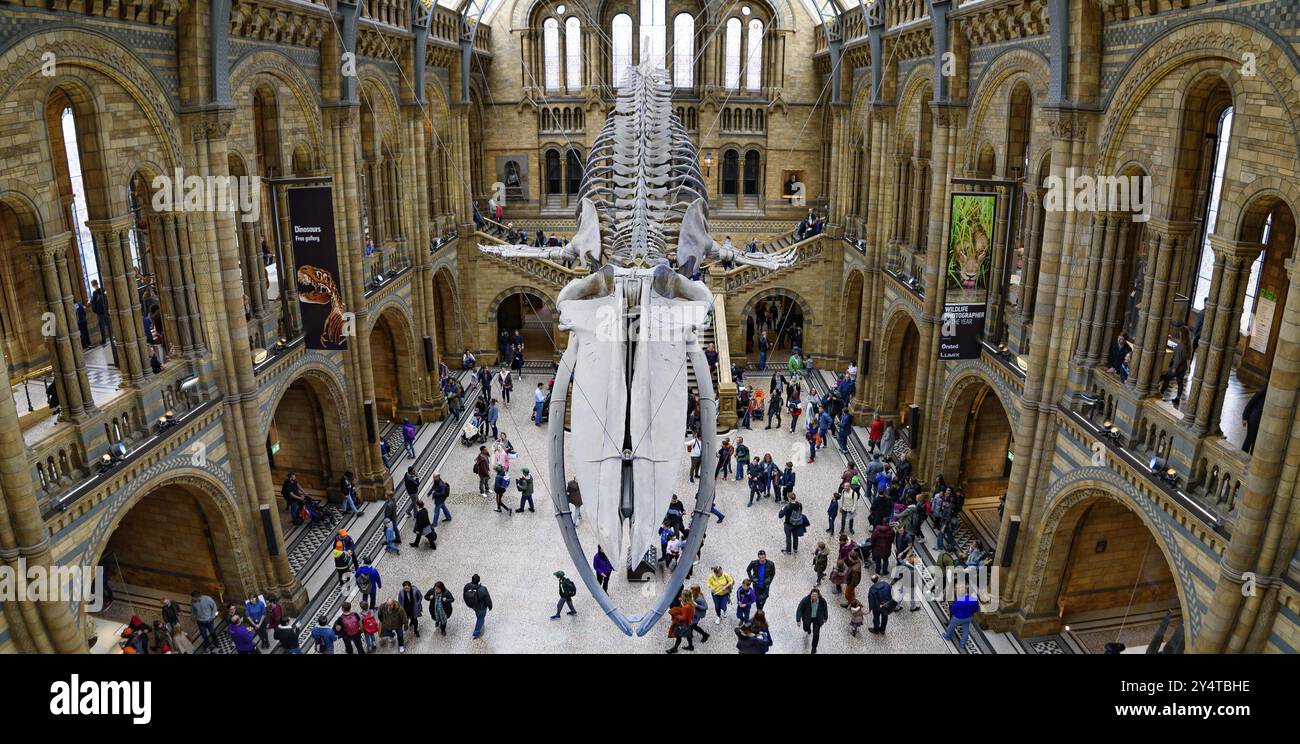 L'interno del Museo di storia naturale con scheletro di balena, Londra, Regno Unito, Europa Foto Stock