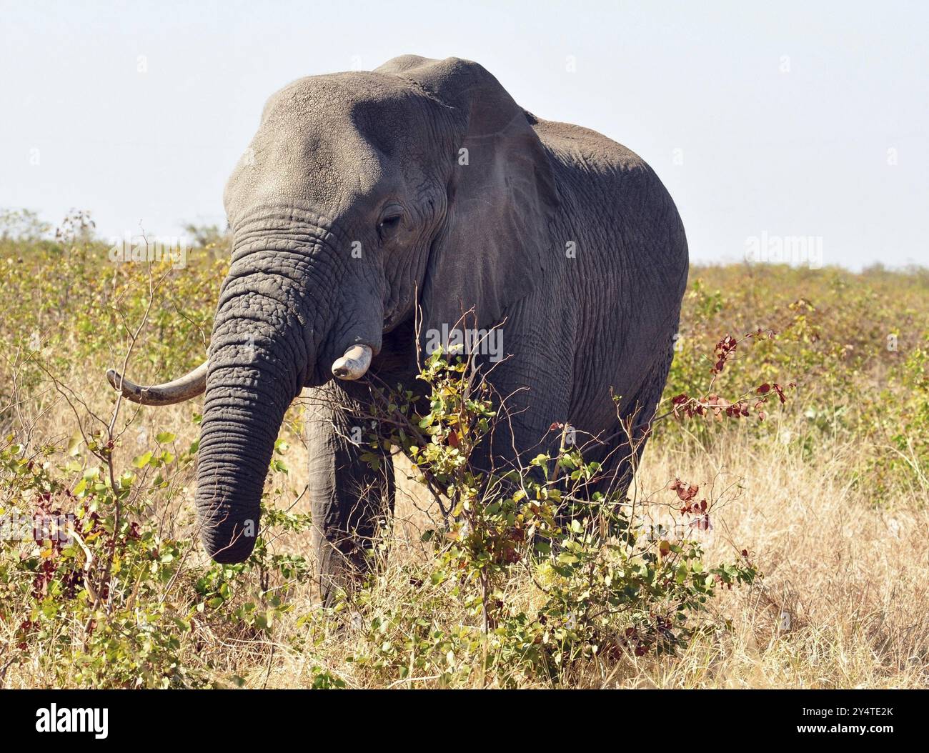 Elefante africano nel Parco Nazionale di Kruger, Sudafrica, Africa Foto Stock