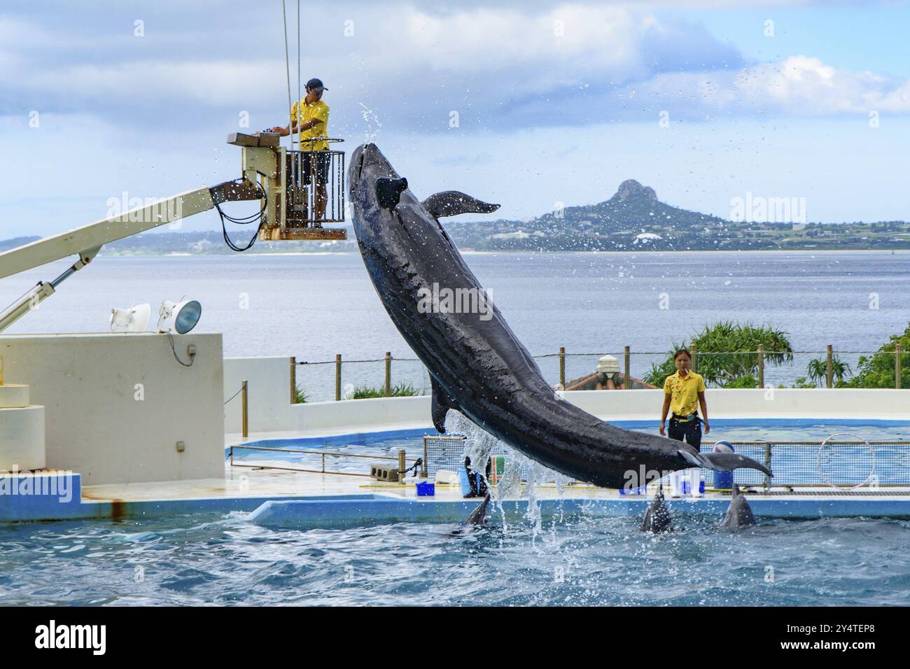 Spettacolo di delfini (teatro Okichan) nell'acquario Churaumi di Okinawa Foto Stock