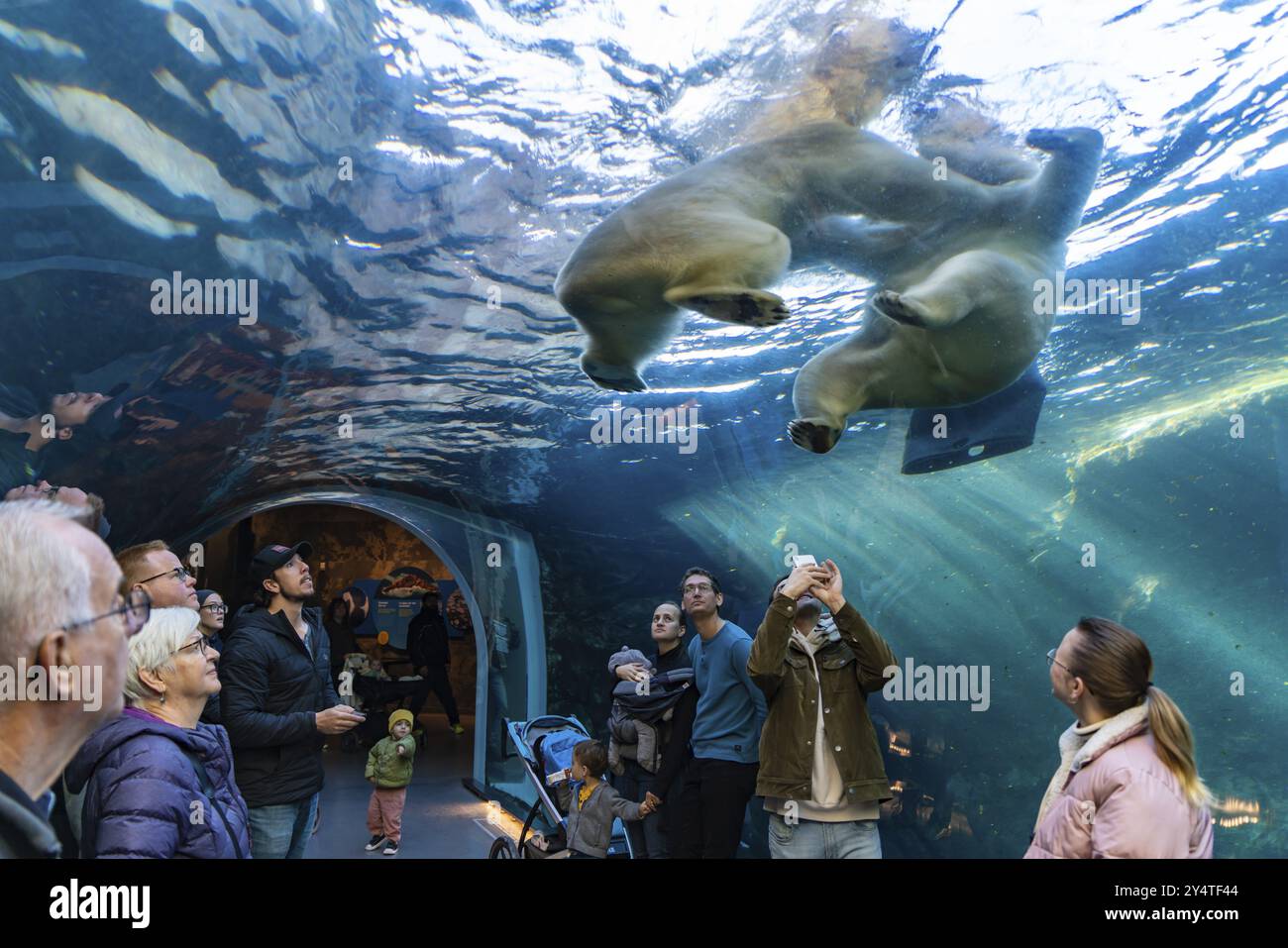 Persone che osservano l'orso polare nello zoo di Assiniboine Park, Winnipeg, Canada, Nord America Foto Stock