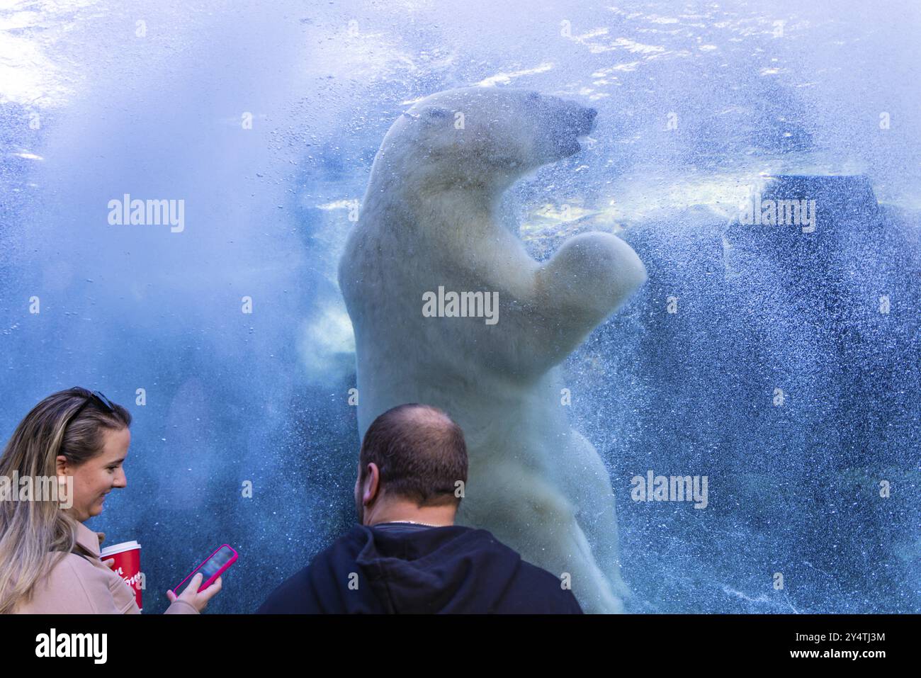 Persone che osservano l'orso polare nello zoo di Assiniboine Park, Winnipeg, Canada, Nord America Foto Stock