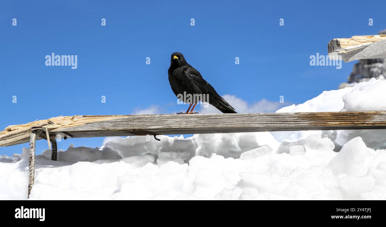 Il corvo nero è seduto su una tavola di legno nella neve Foto Stock