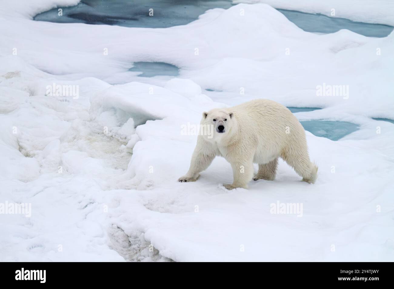 Orso polare donna adulta (Ursus maritimus) che cammina su banchi di ghiaccio pluriennali nella Terra di Francesco Giuseppe, Russia, nell'Oceano Artico. Foto Stock