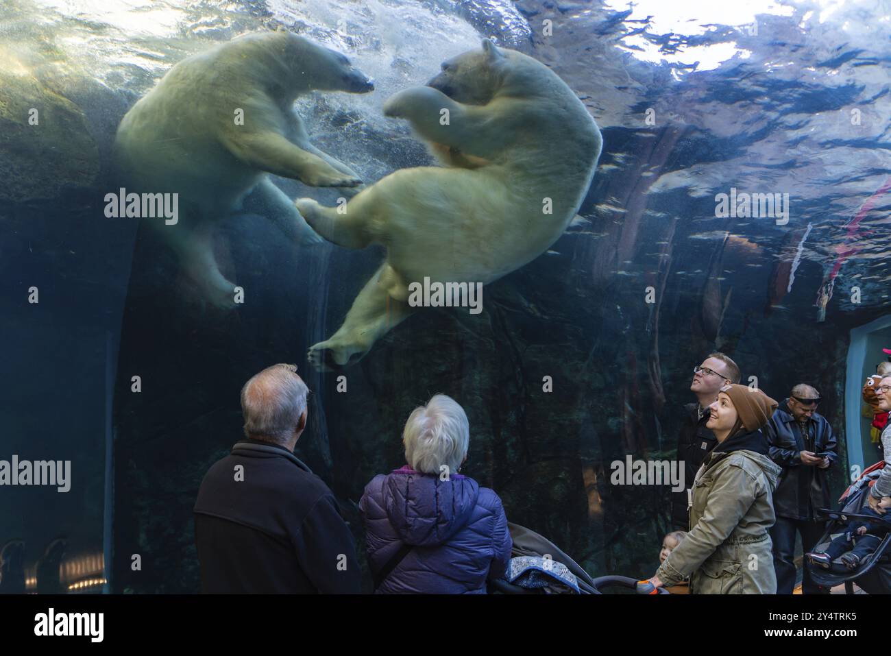 Persone che osservano l'orso polare nello zoo di Assiniboine Park, Winnipeg, Canada, Nord America Foto Stock