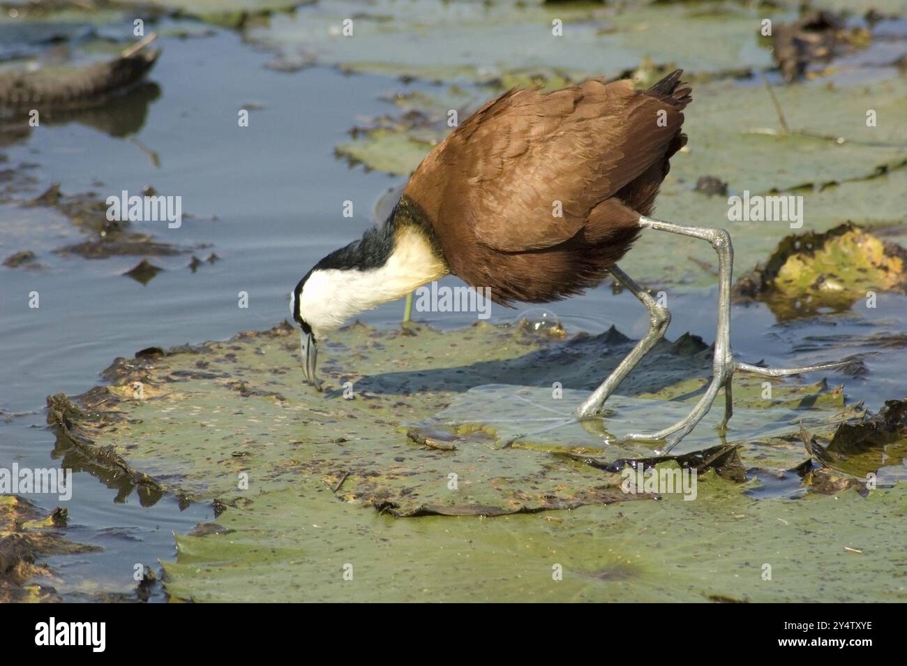 Jacana africana in un lago in Sud Africa Foto Stock