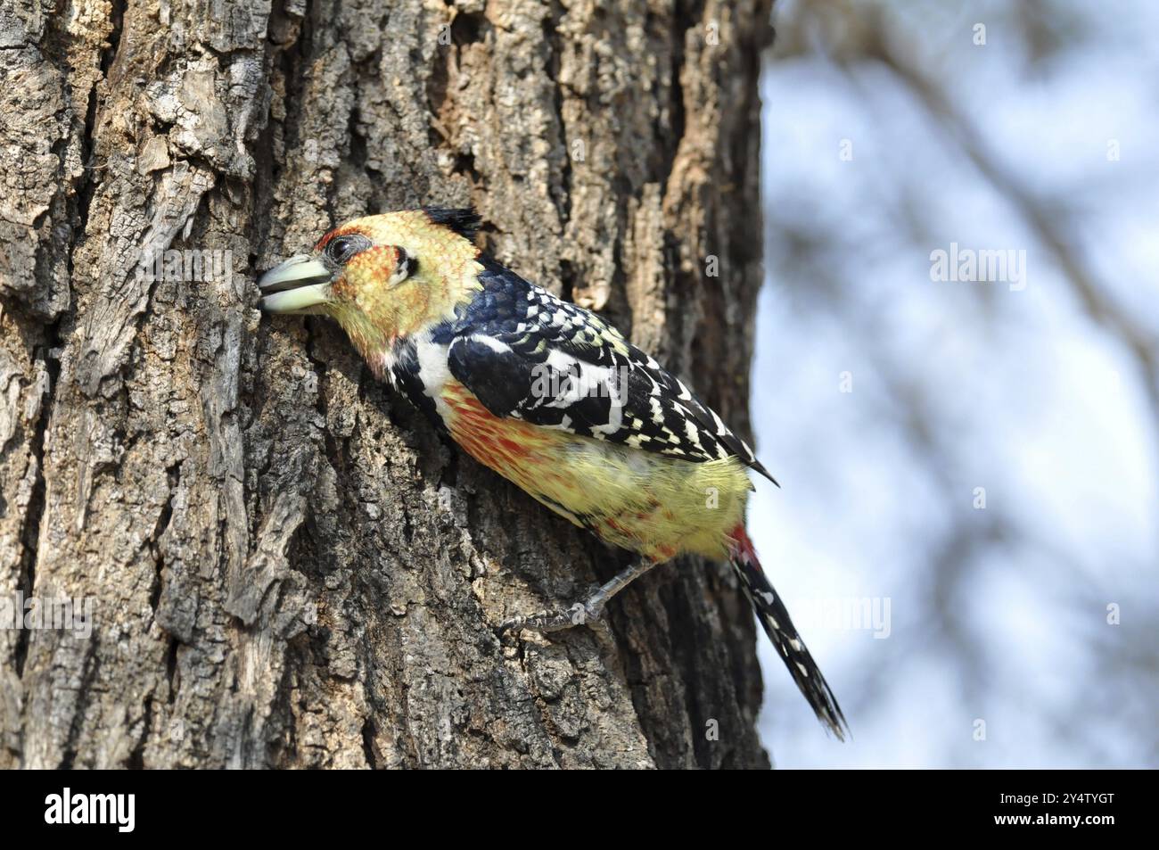 Uccello di Barbet crestato nel Parco Nazionale di Kruger, Sudafrica, Africa Foto Stock