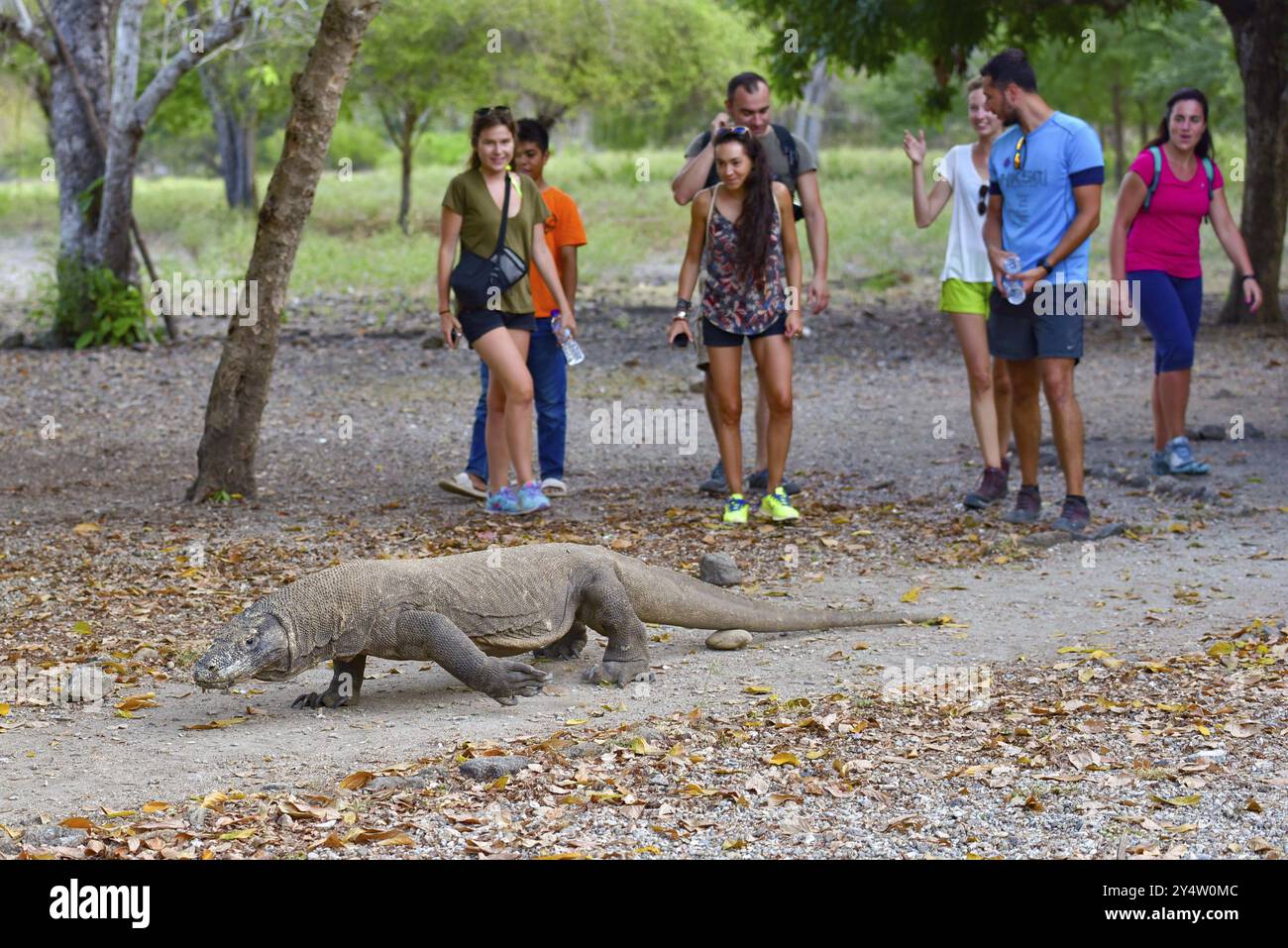 Drago selvatico di Komodo, la più grande specie di lucertola, nel Parco Nazionale di Komodo, Indonesia, Asia Foto Stock