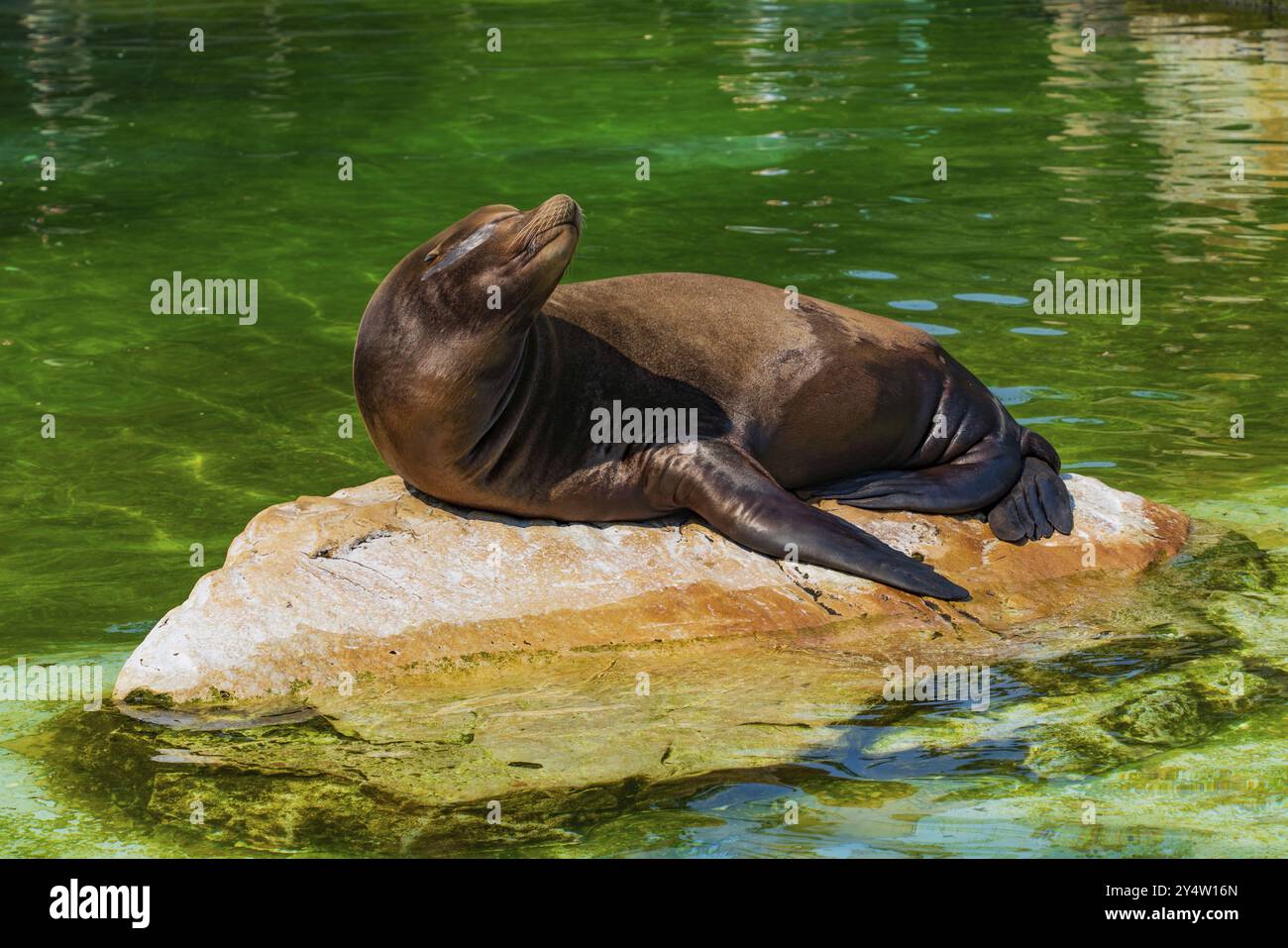 Un sigillo nello zoo di Berlino in Germania Foto Stock