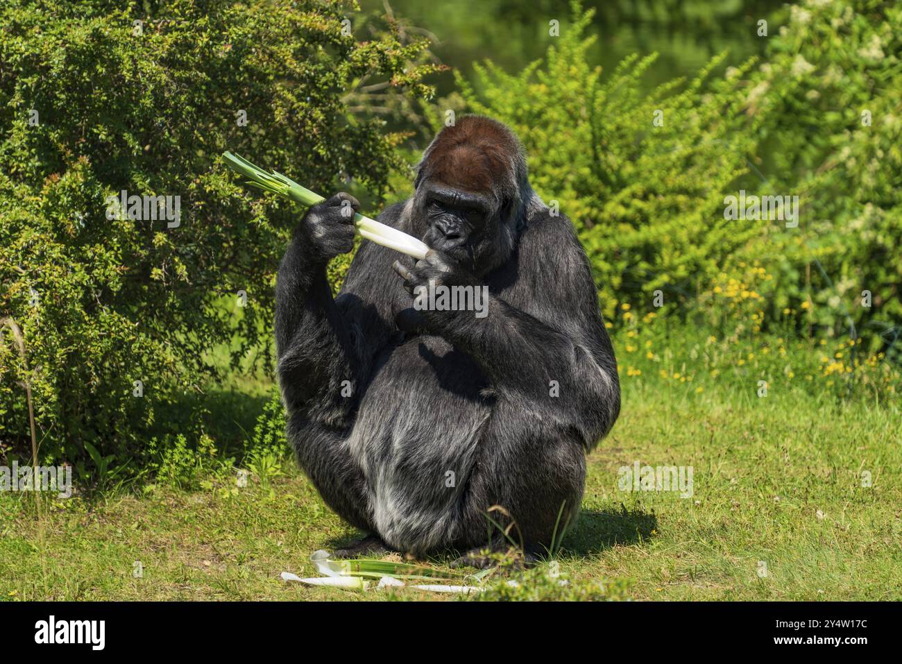 Un gorilla nello zoo di Berlino in Germania Foto Stock