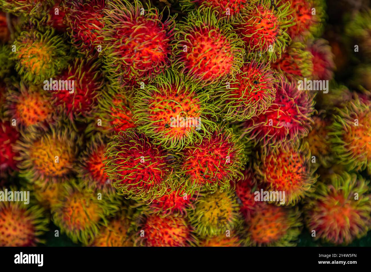Vista di un mazzo di frutti rambutani rossi, gialli e verdi con la pelle spessa al mercato agricolo asiatico locale. Sfondi rambutani. Foto Stock