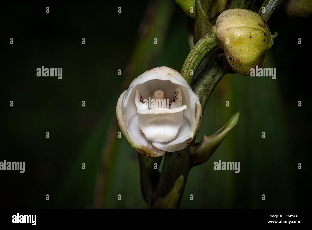 Peristeria elata - flor del Espiritu Santo - il fiore nazionale di Panama Foto Stock