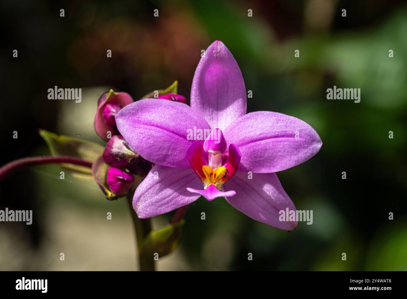 Spathoglottis plicata, orchidea a terra rosa Foto Stock