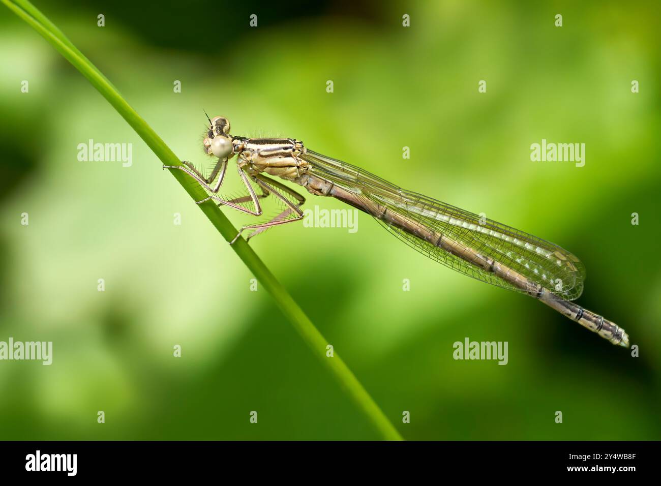Blue Featherleg (Platycnemis pennipes) giovane maschio seduto su uno stelo verde Foto Stock