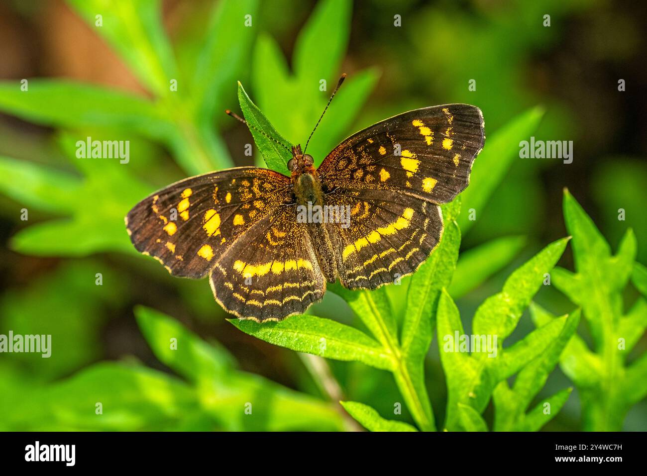 Anthanassa frisia tulcis, piccola farfalla marrone Foto Stock