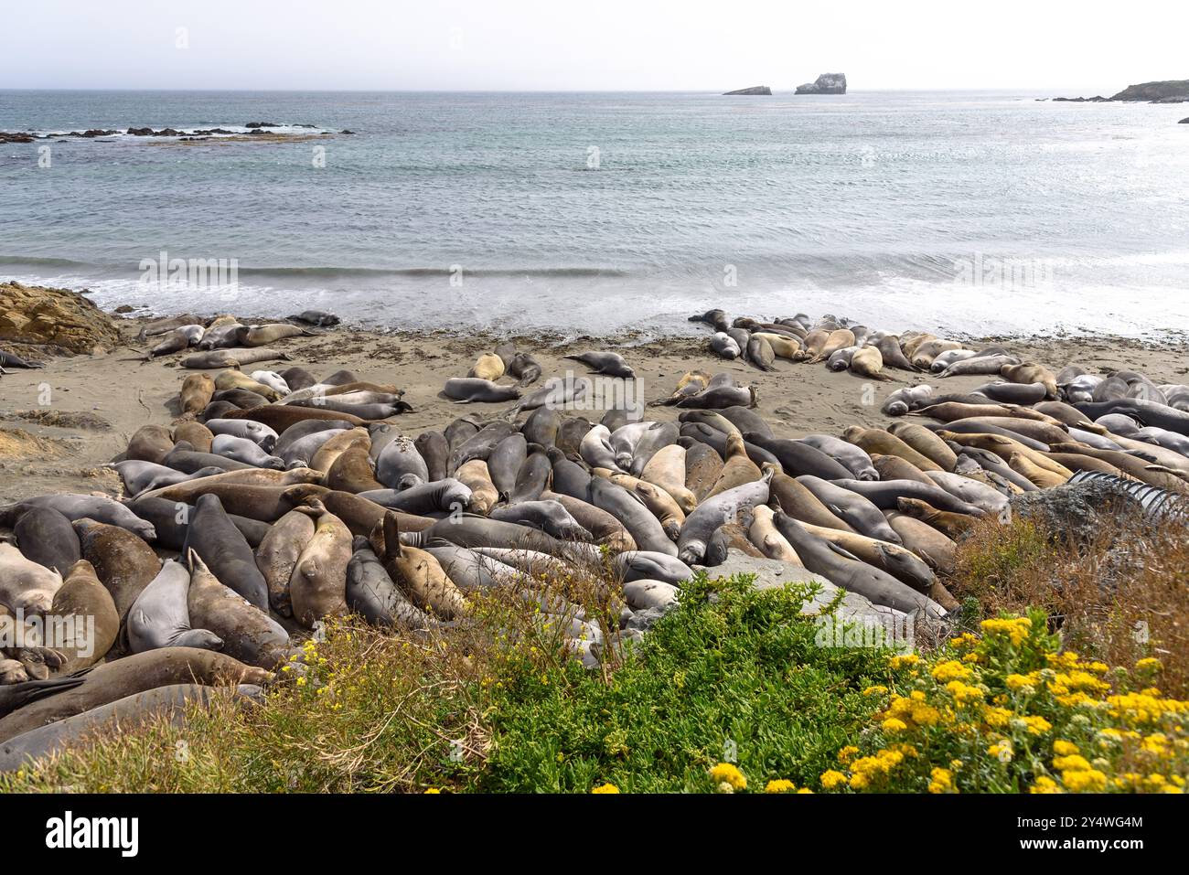 Le foche degli elefanti del Nord - Mirounga angustirostris - in varie fasi della muta all'inizio dell'estate presso l'Elephant Seal Vista Point in California Foto Stock