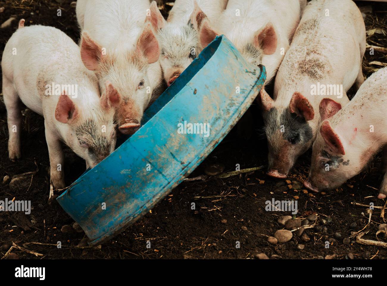 Sei maiali competono per mangiare il loro riempimento da una fossa blu. Foto Stock