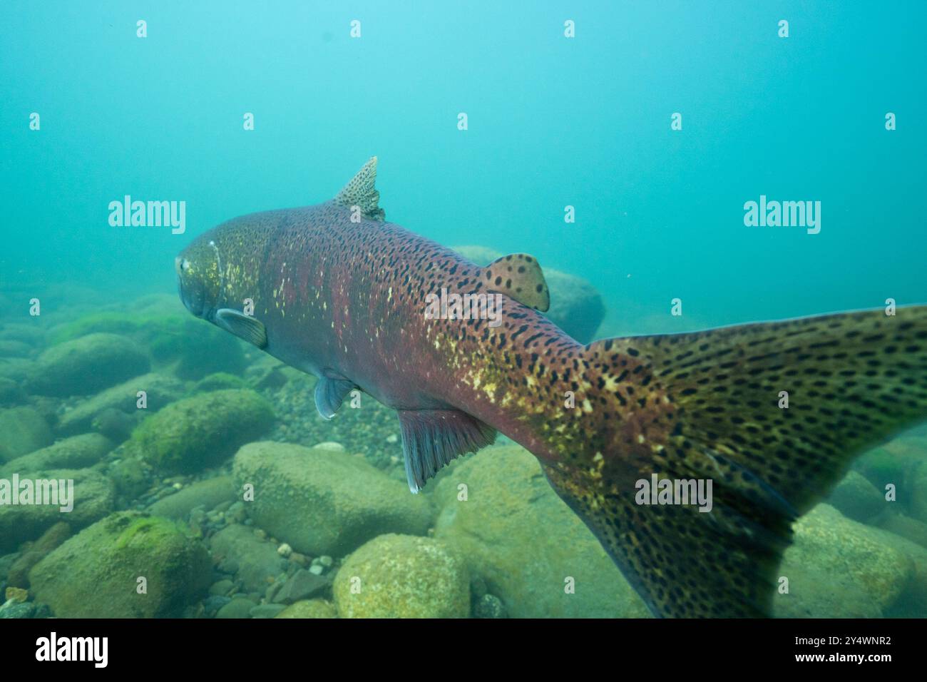 Grande salmone Chinook nel fiume Morice, Columbia Britannica, Canada. Foto Stock