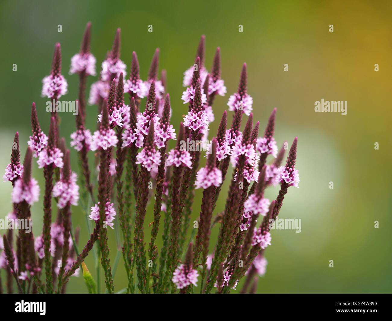 Vervain blu (verbena hastata) Foto Stock