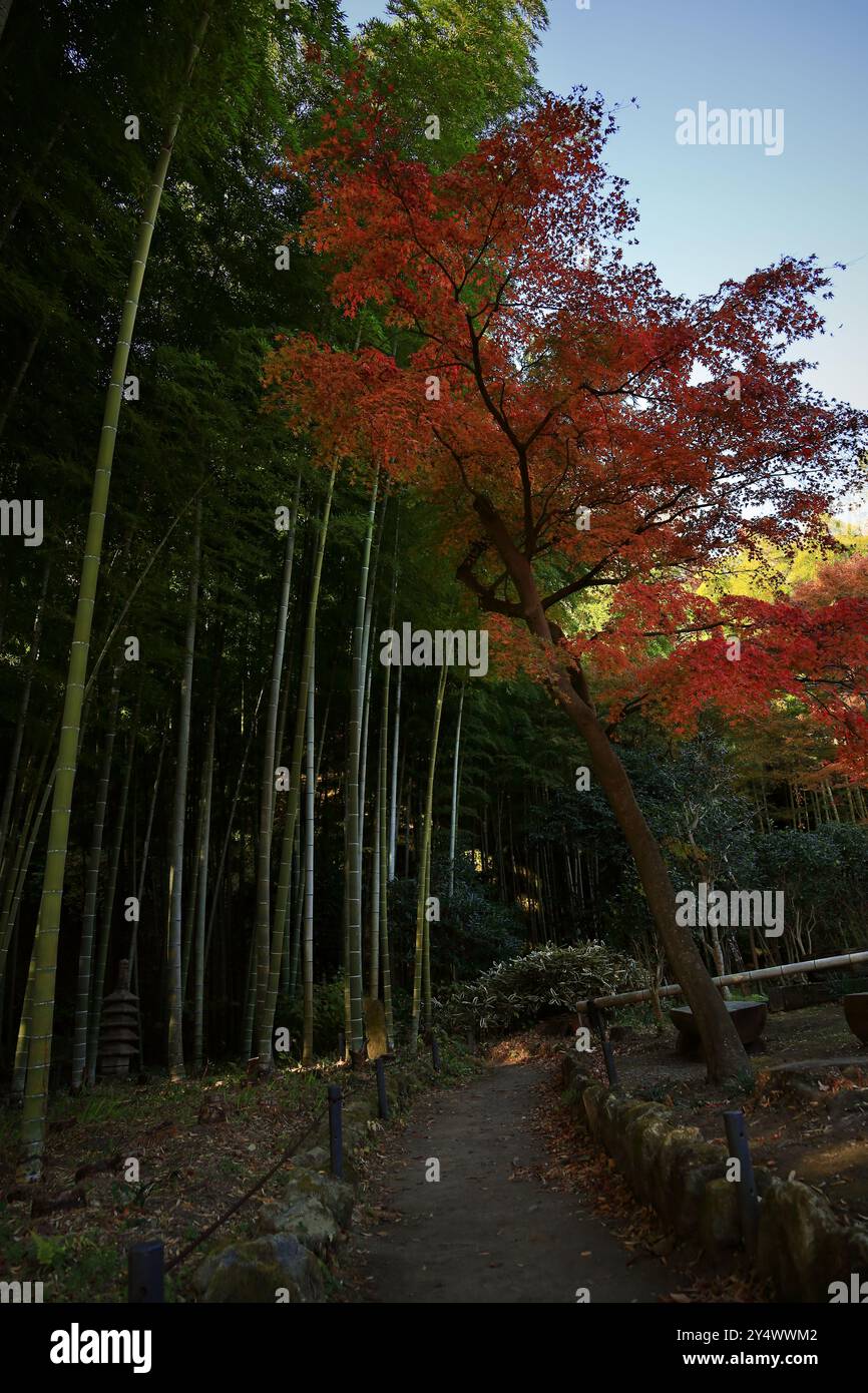 Un bellissimo giardino giapponese con boschetti di bambù e le foglie d'arancio autunnali degli aceri giapponesi Foto Stock