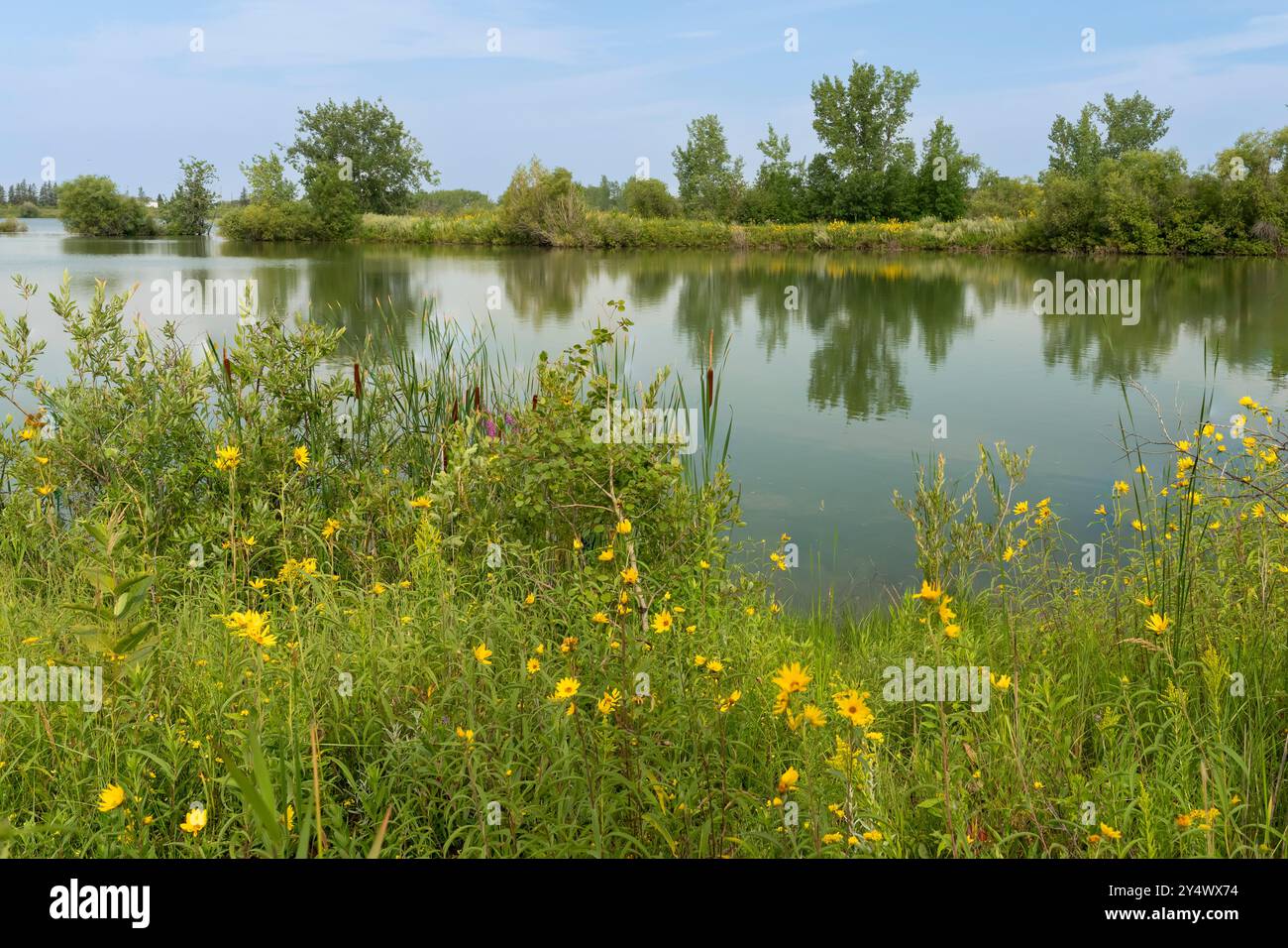 Uno stagno delle zone umide a FortWhyte Alive, Winnipeg, Manitoba, Canada. Foto Stock