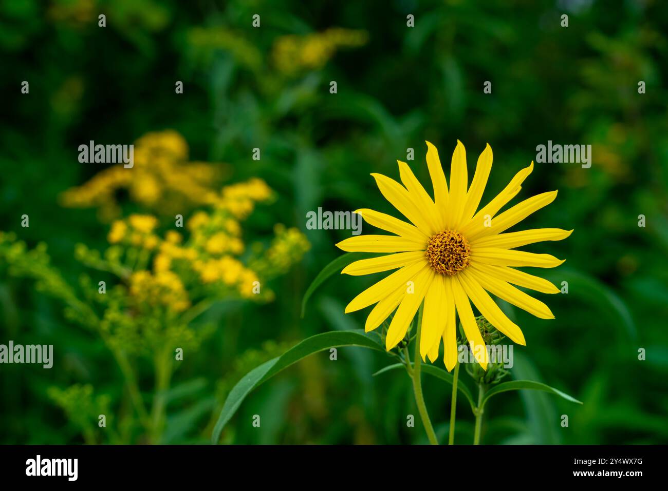 Primo piano di un girasole selvatico a FortWhyte Alive, Winnipeg, Manitoba, Canada. Foto Stock