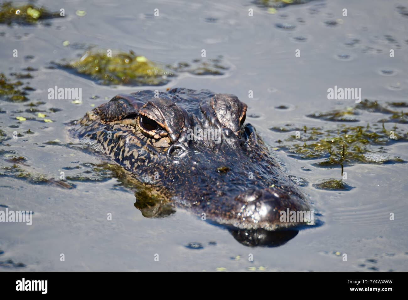 Testa di alligatore che si mostra appena sopra l'acqua ad Anahuac NWR Texas Foto Stock