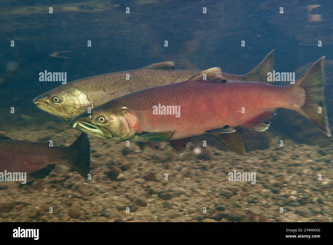 Salmone di coho maschio e femmina in un torrente poco profondo a Metro Vancouver, British Columbia, Canada. Foto Stock