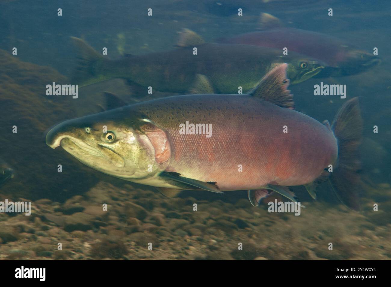 Salmone Coho adulto in un fiume a Metro Vancouver, Canada. Foto Stock