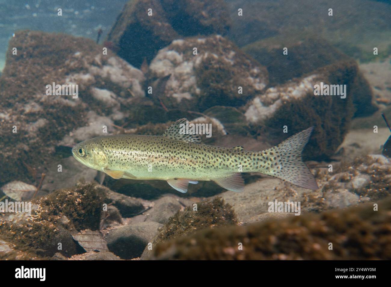 Trota trota tagliuzzola adulta in un ruscello nella North British Columbia, Canada. Foto Stock