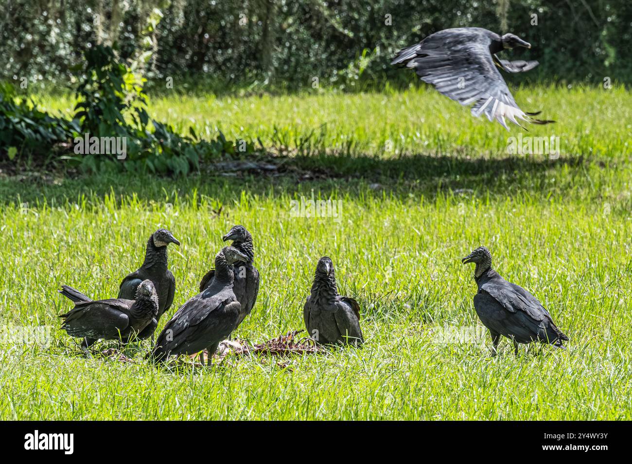 Gli avvoltoi neri americani si accoccolano intorno alla carcassa di un animale morto al Micanopy Historical Cemetery nella Florida centro-settentrionale. (USA) Foto Stock
