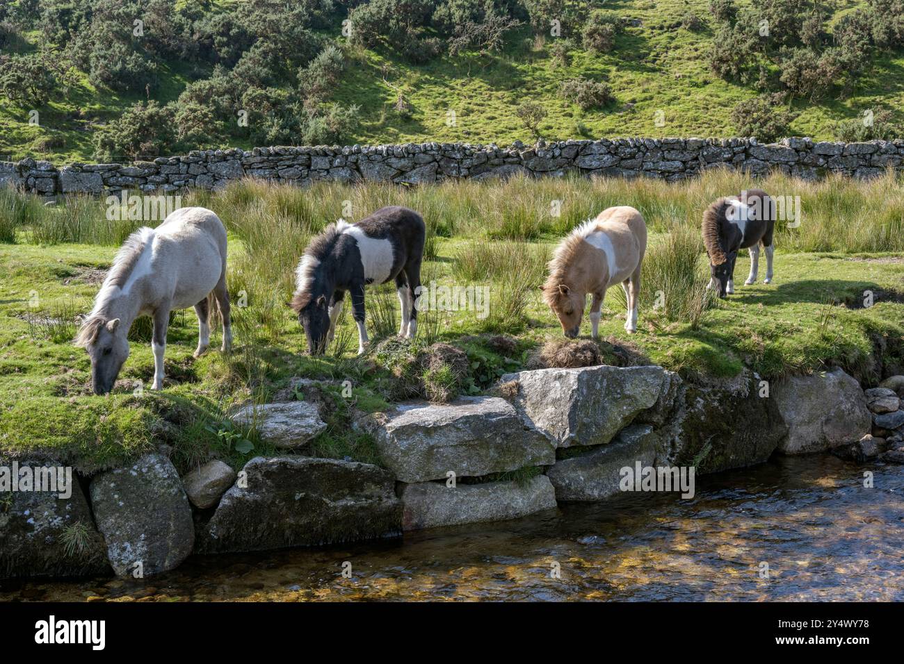 Pony Dartmoor pascolano da un ruscello che scorre sotto il ponte di pietra Lower Cherrbrook Devon Foto Stock