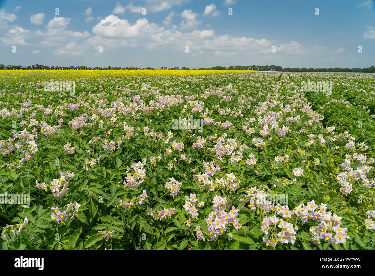 I campi di patate e canola fioriscono vicino a Winkler, Manitoba, Canada. Foto Stock