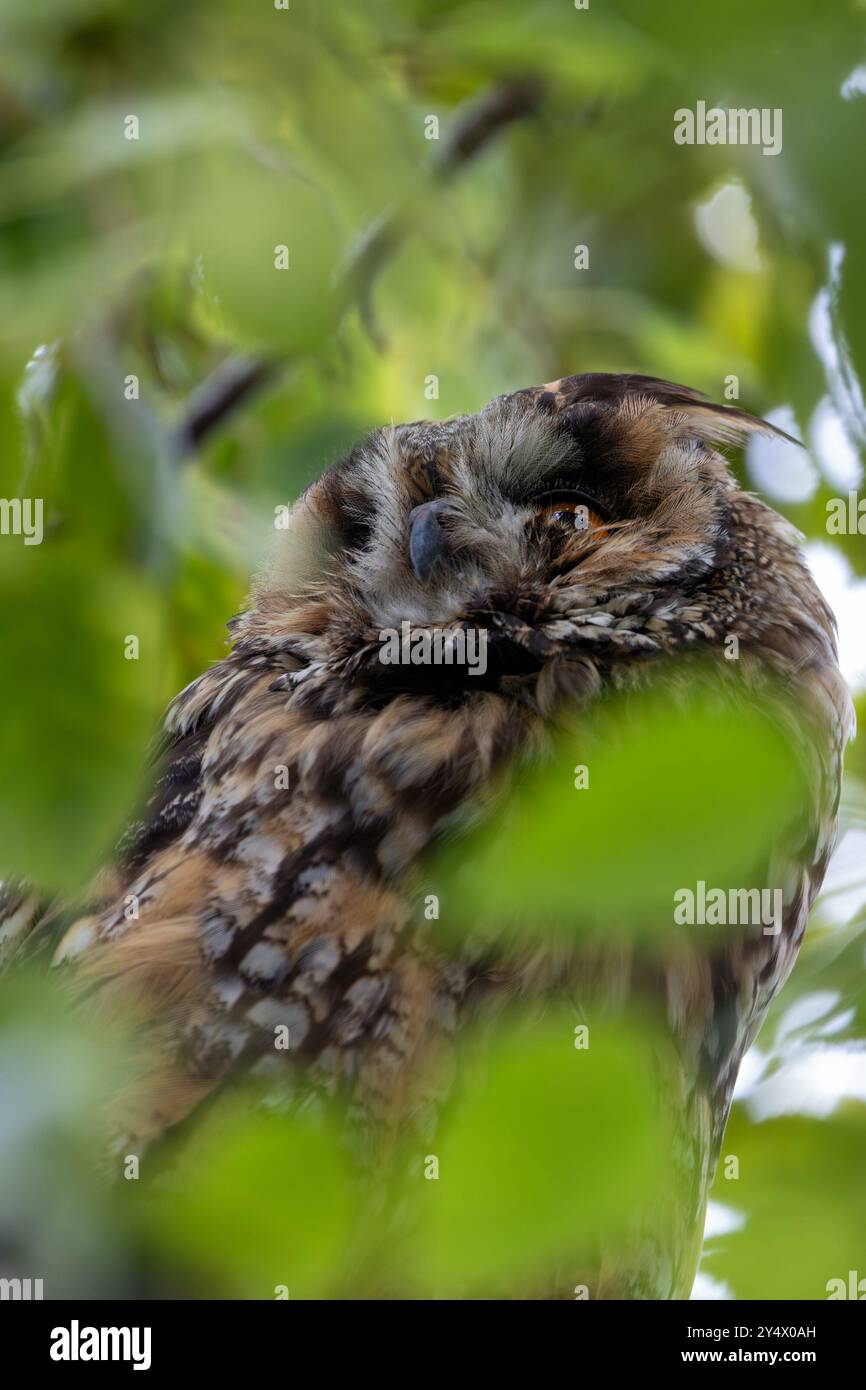 Il gufo dalle orecchie lunghe si nutre di piccoli mammiferi e uccelli. Comunemente presente nelle foreste europee e nordamericane. Foto Stock