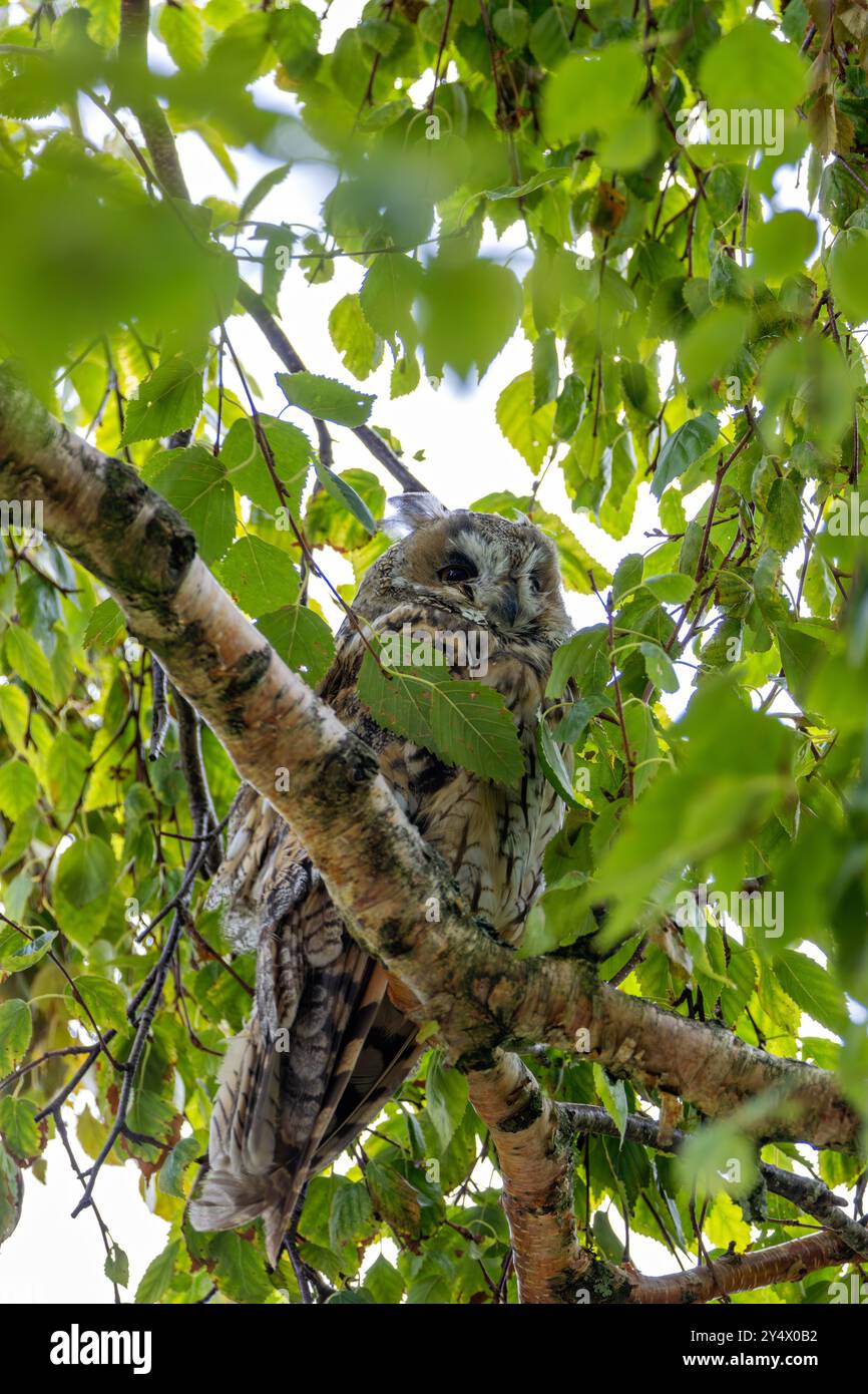 Il gufo dalle orecchie lunghe si nutre di piccoli mammiferi e uccelli. Comunemente presente nelle foreste europee e nordamericane. Foto Stock