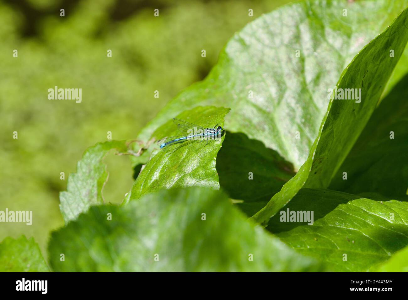 Dannata Azure (puella di Coenagrion) Foto Stock