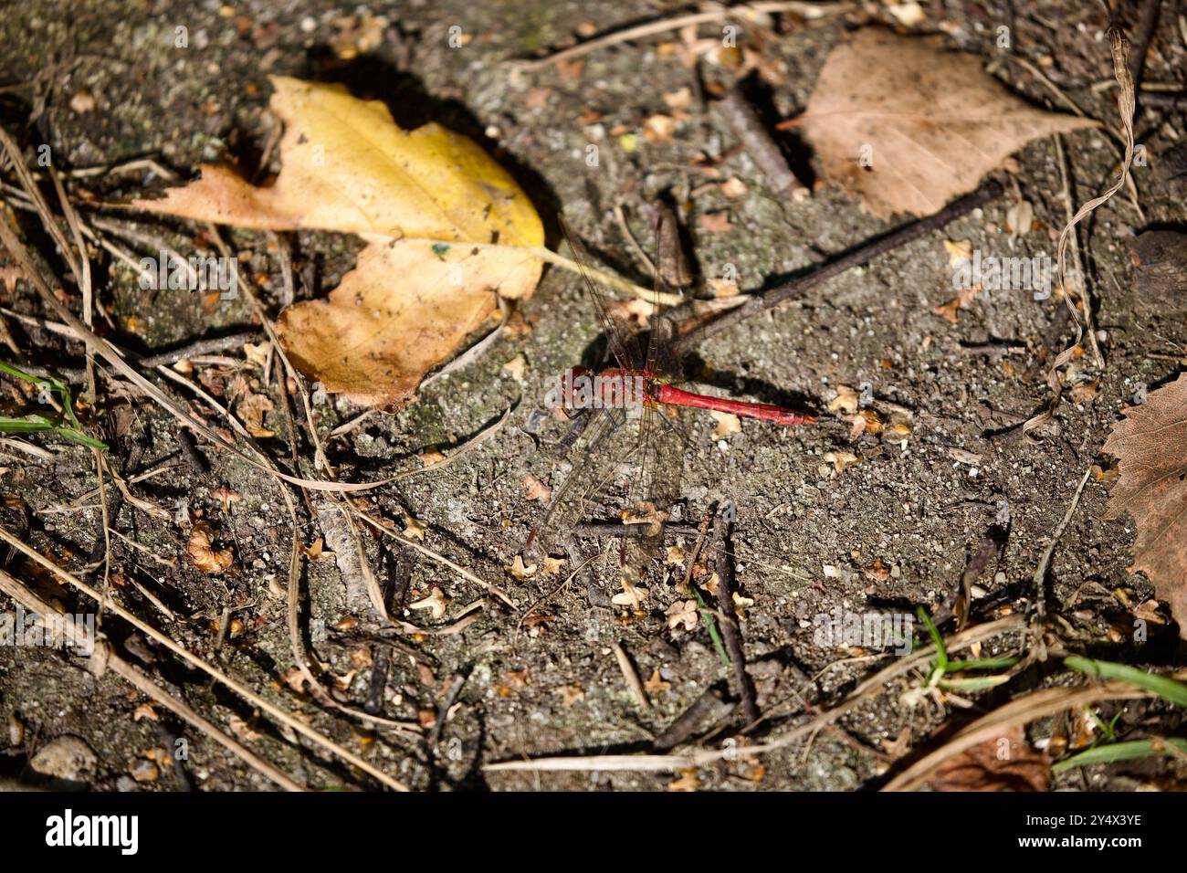 Ruddy Darter Dragonfly (Sympetrum sanguieneum) che riposa sul fondo della foresta. Foto Stock