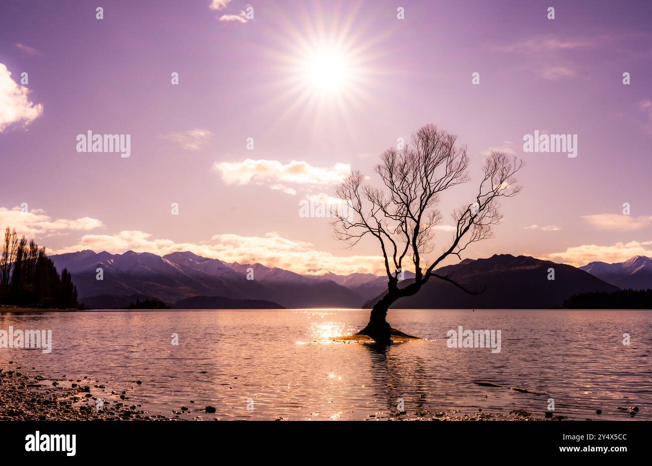 Fantastico quel Wanaka Tree Foto Stock