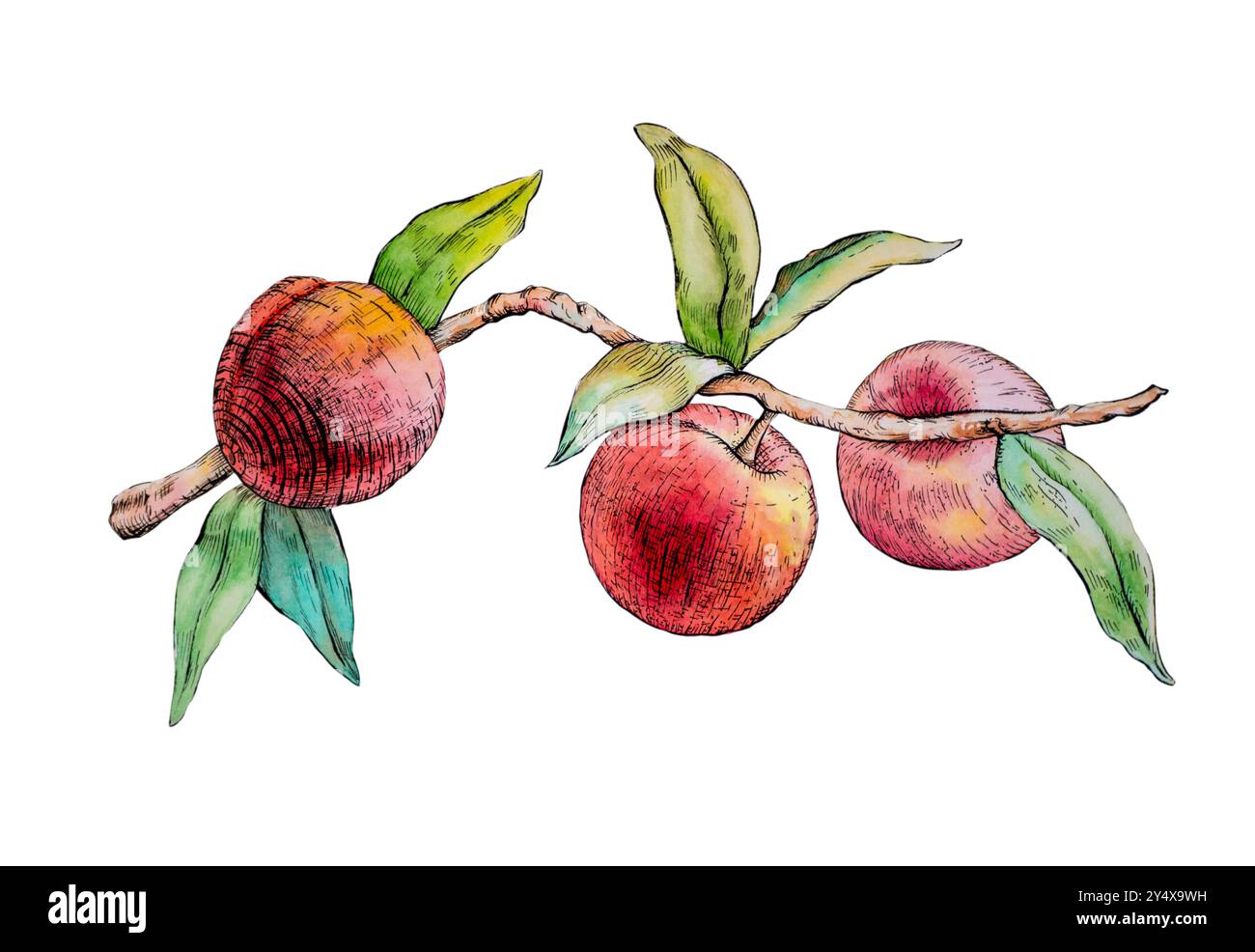 Disegno ad inchiostro e acquerello di alcune pesche mature. Illustrazione tradizionale, la mia opera d'arte. Foto Stock