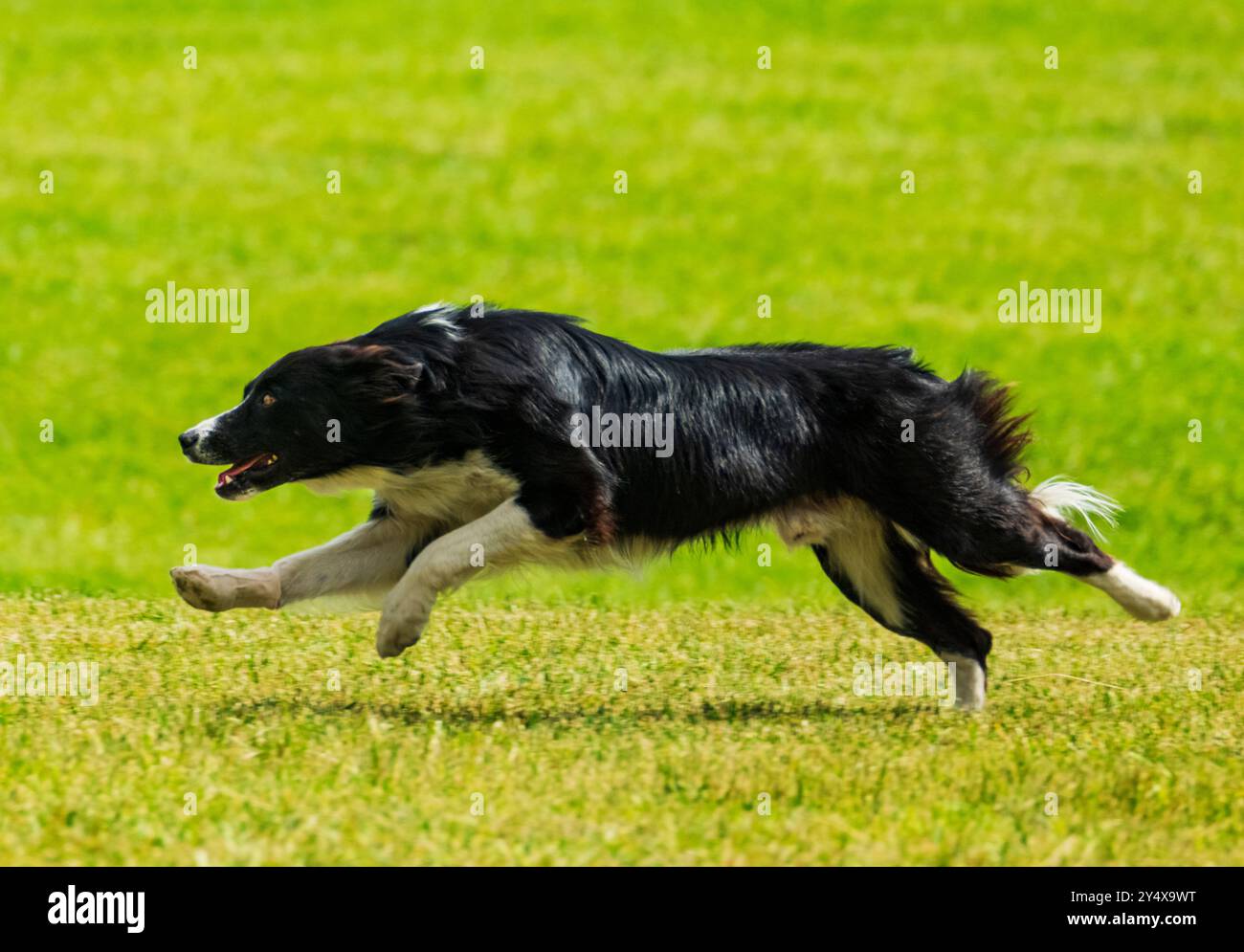 Border Collie in corsa sul campo; Meeker Classic Sheepdog Championship Trials; Meeker; Colorado; USA Foto Stock