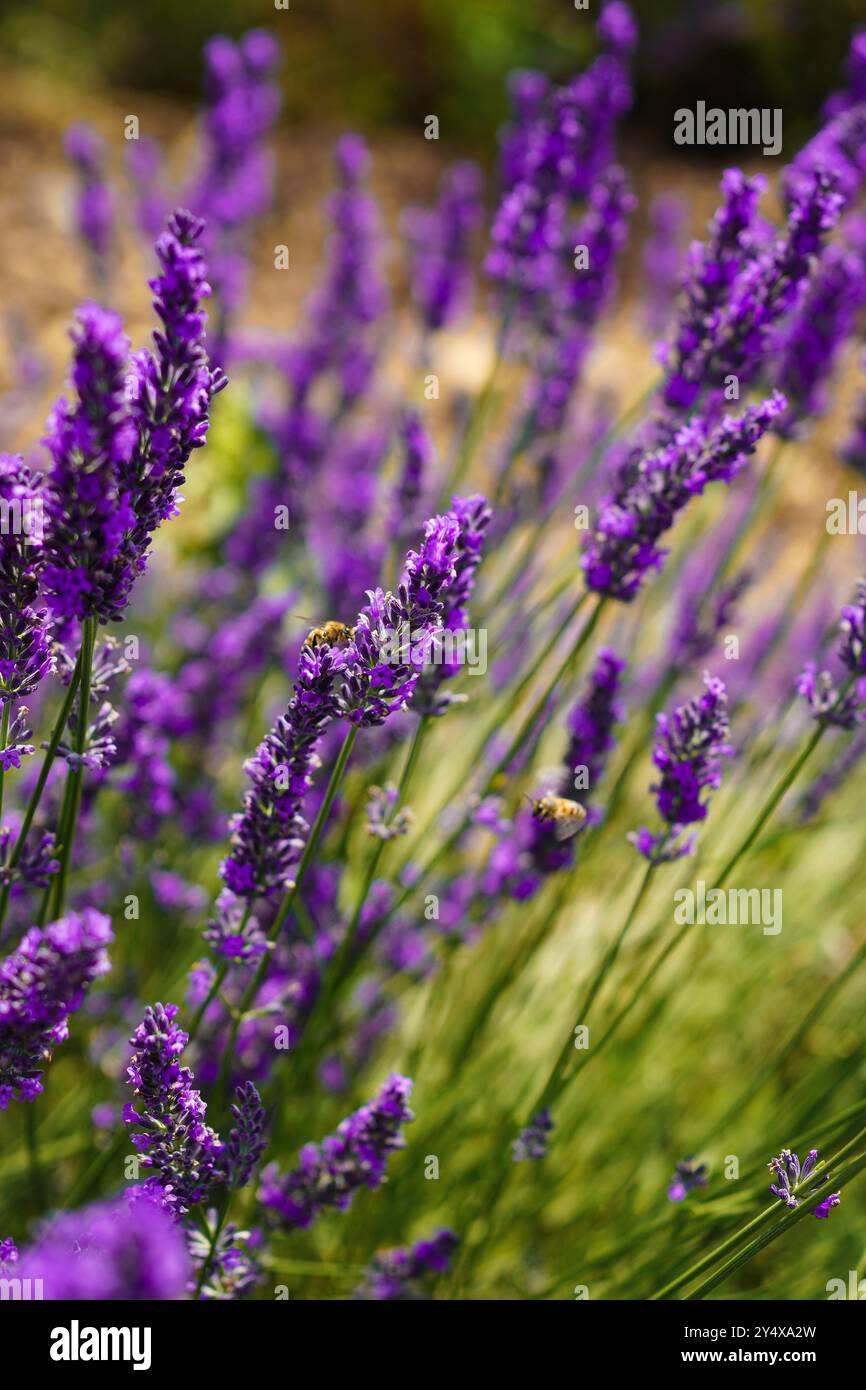 Campo di lavanda in Provenza, Francia. Primo piano di polline d'api dai fiori di lavanda Foto Stock