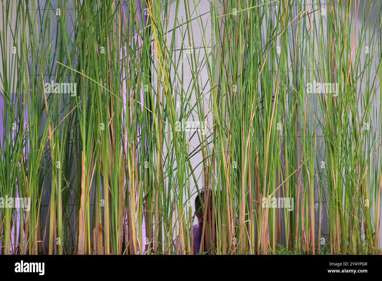 sfondo un mucchio di bambù verde vicino al muro Foto Stock