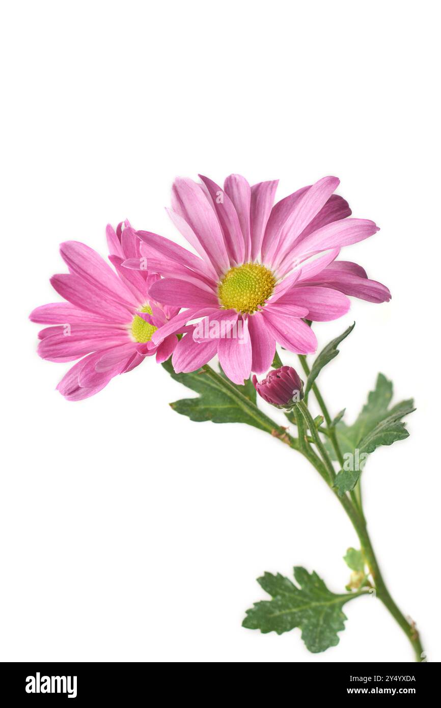 margherite gerbera rosa brillante sfondo bianco isolato, pianta fiorita con fiori vivaci, messa a fuoco selettiva con foglie Foto Stock