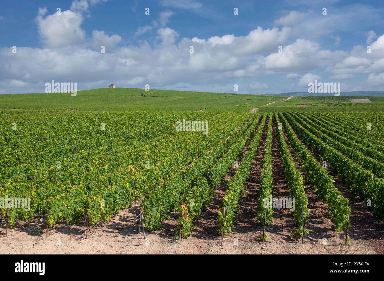 Paesaggio dei vigneti nella regione Champagne vicino a Epernay, Grand Est, Francia Foto Stock