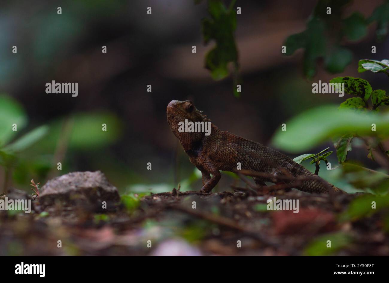 camaleonti o calote selvatiche. Animali invasivi che vivono e prosperano in Indonesia. Foto Stock