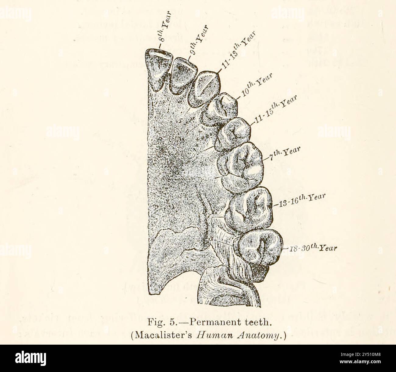 From Forensic medicine and Toxicology by Mann, J. Dixon (John Dixon), 1840-1912 data di pubblicazione 1898 pubblicato da Charles Griffin Foto Stock