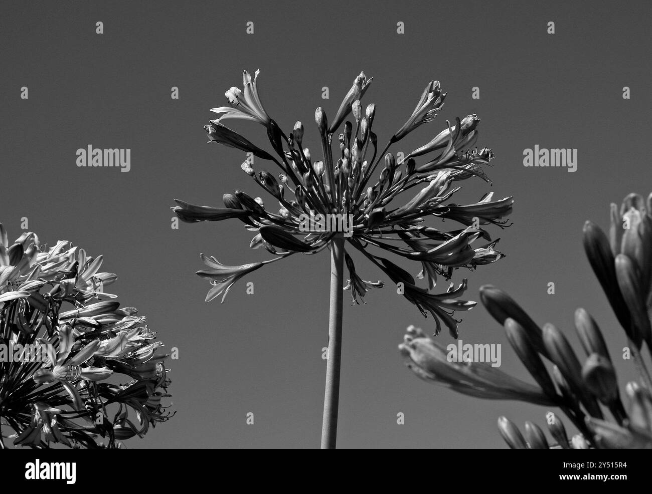 Primo piano di aglio ornamentale al sole. Foto Stock