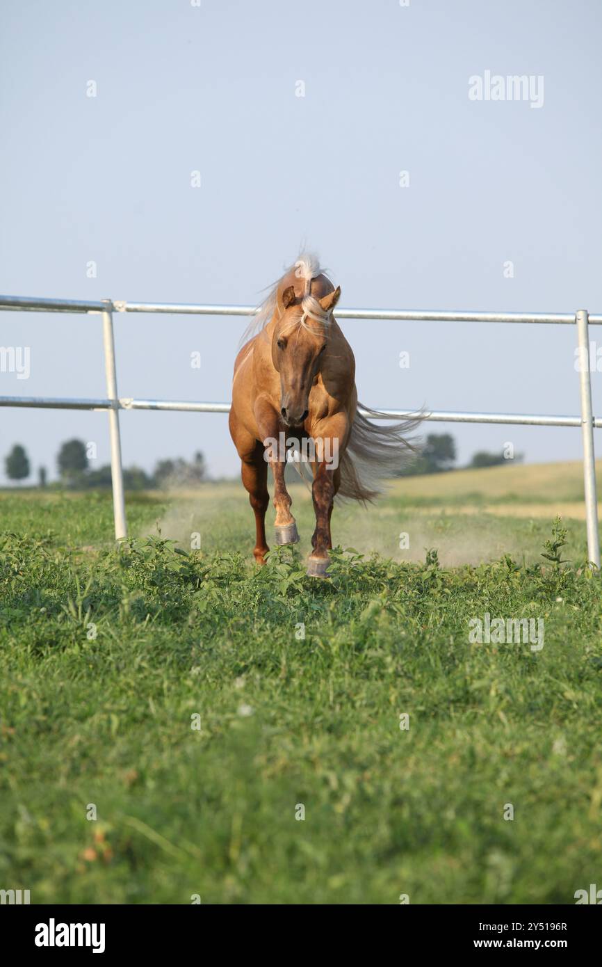 Incredibile cavallo del quartiere palomino con la criniera lunga in movimento Foto Stock