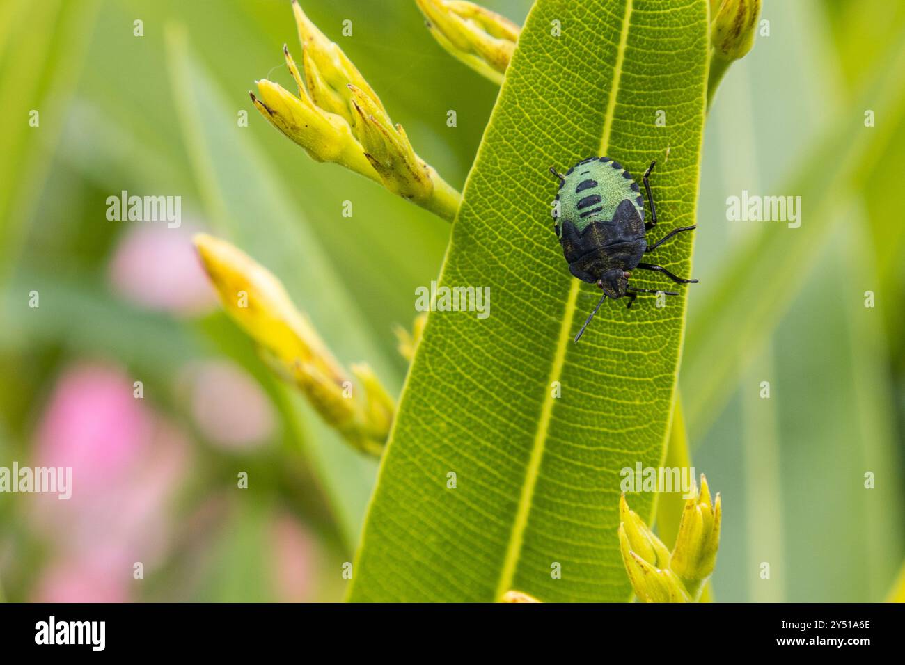 Insetto vegetale verde, Nezara viridula, in giardino Foto Stock